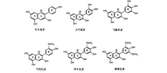 图3 花青素化学式