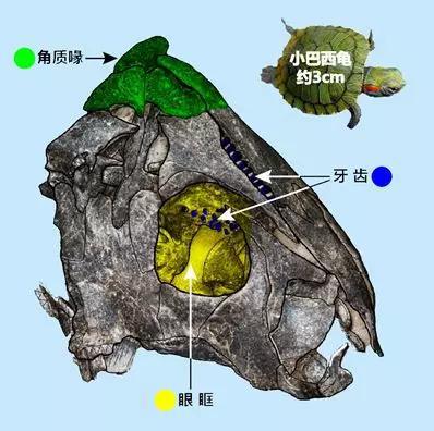 始喙龟化石头骨背面，只保存了右半边脸，穿过眼眶能看到腭面的牙齿。来源：修改自参考文献［7］