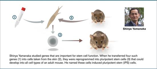 图2。 山中伸弥研究团队将4种基因转入小鼠的皮肤纤维细胞，诱导其转化为具有胚胎干细胞样特性的诱导多能干细胞（图源：nobelprize.org）
