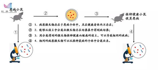  科赫法则