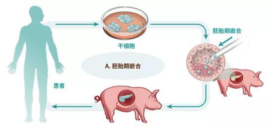 （图片由作者提供）