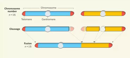 染色体融合方法示例