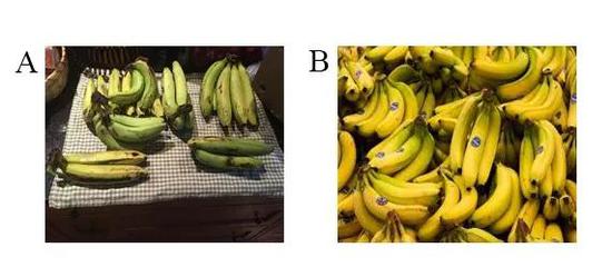 图2 大麦克香蕉（A）和卡文迪什香蕉（B） （图片分别来自维基百科和The Conversation）