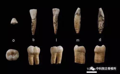 图4 栾川孙家洞发现的古人类下门齿和臼齿化石