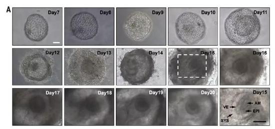 ▲这套系统最多能在体外将胚胎培育到20天（图片来源：参考资料[1]）