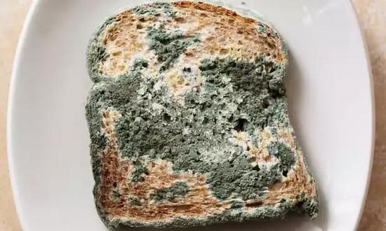 蓝色霉菌覆盖了一片面包。图片来源：RapidEye/Getty Images/iStockphoto
