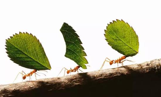 图7：亚马逊地区的切叶蚂蚁（Tim Flach/Getty Images）