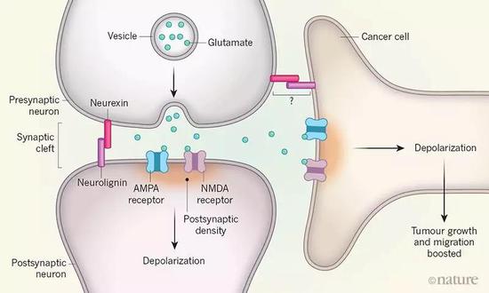 ▲癌细胞会和神经细胞形成突触结构，促进自己生长（图片来源：参考资料[1]）