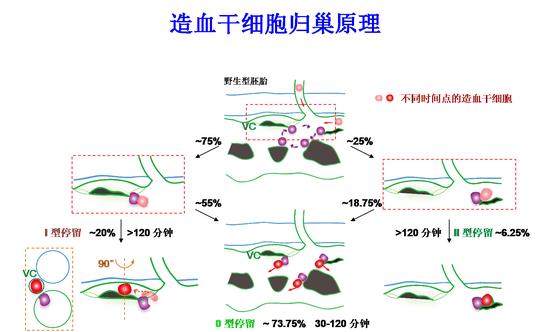 “先导细胞”引导造血干细胞进入血管微环境的原理图(紫色细胞为“先导细胞”,VC指示静脉微血管,绿色代表血管)