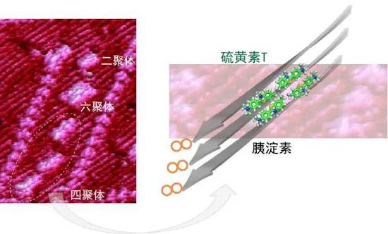 研究团队发现药物（硫黄素T）在受体蛋白表面上的结合结构以寡聚态存在