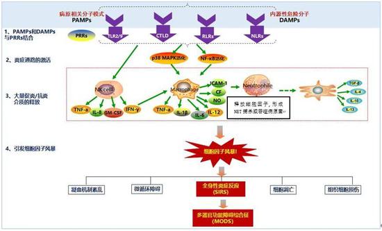 感染性疾病中细胞因子风暴机制示意图(图片来源:“呼吸时间”微信公众号,作者外加小修改)