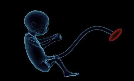 母体免疫:新生动物从母体获得的被动免疫力(图片来源:medicalxpress.com)