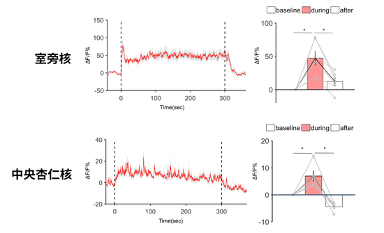 during（0-300s）：小鼠被放在高台上；after（300s以后）：小鼠从高台上下来了。可以看到，小鼠在高台上时，神经信号强烈，神经元被激活。
