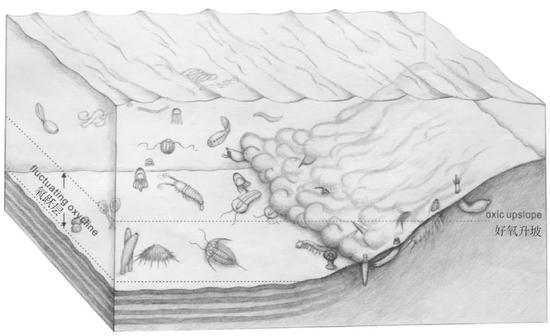 清江生物群生态位、化变层及保存过程复原图。图片来源：参考文献[2]