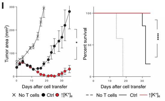 高浓度钾离子处理后，T细胞抗癌能力明显变强
