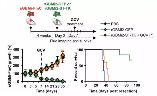 注射杀手癌细胞，并注射GCV的模式小鼠生存时间延长