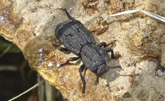 铁定甲虫,图片来源:https://www.inaturalist.