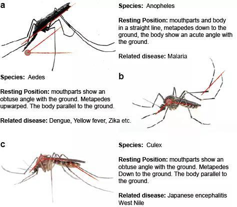图片来源:https://www.creative-diagnostics.com/Flavivirus.htm