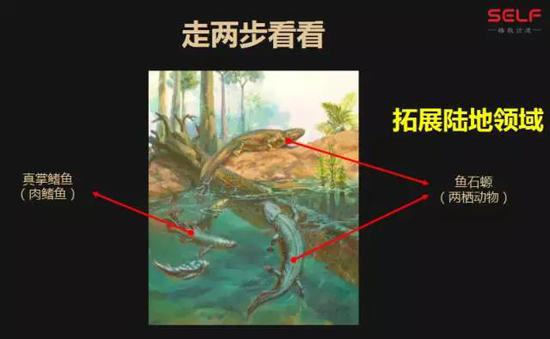 先有鸡还是先有蛋?我敢肯定地告诉你先有蛋