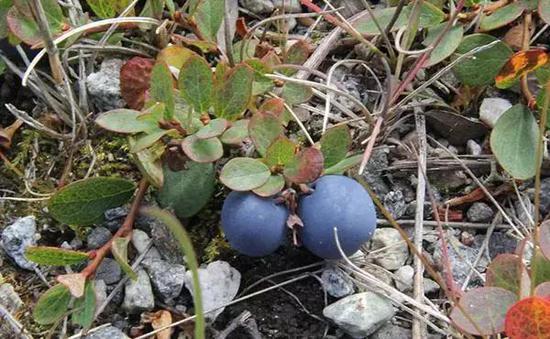在苔原上现果的杜鹃花科越橘属植物，它们是棕熊最喜欢吃的水果，味道和蓝莓差不多
