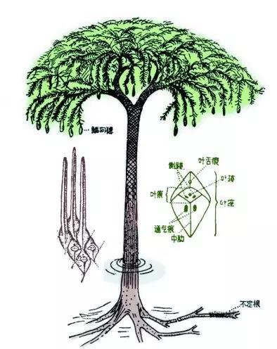 图6 鳞木和封印木