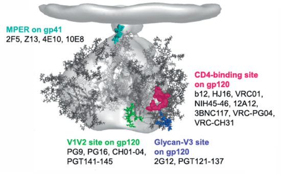 HIV病毒正在与细胞结合
