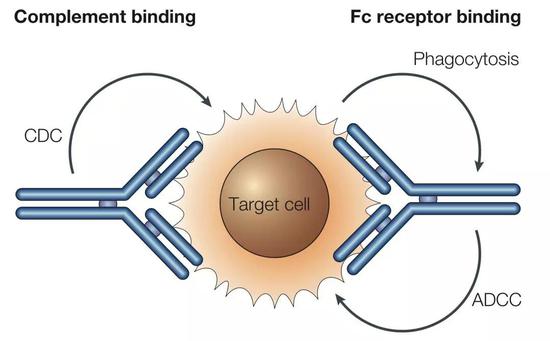 IgG1和IgG3的恒定区（FC）有抗体依赖的细胞毒性（ADCC）何补体依赖的细胞毒性（CDC）