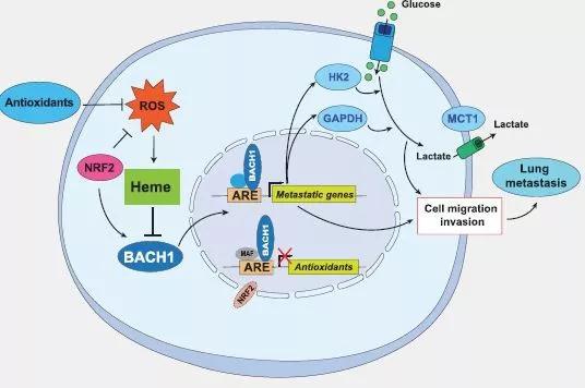 ▲抗氧化剂稳定Bach1刺激肺癌转移的机制示意图（图片来源：参考资料[2]）