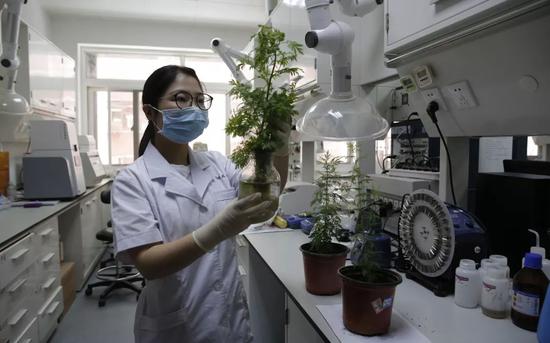 ▲研究人员观察培育的青蒿。新京报记者 侯少卿 摄