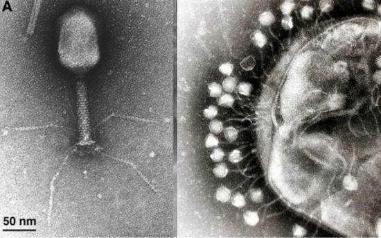 左：单个噬菌体的电镜图像。图片来源：Miller et al。， Microbiol。  Mol。 Biol。 Rev。右：许多噬菌体附在细菌细胞壁上的电镜图像。（图片来源：Graham Beards通过CC BY-SA 3.0协议共享）