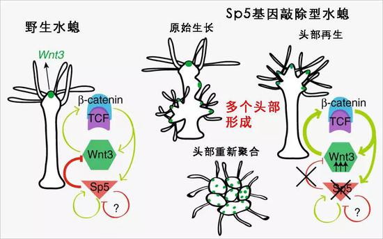 图注:水螅体内的调节圈(绿色箭头代表“促进”,红色箭头代表“抑制”);当循环被打破时,水螅的头部发育出现问题(右边展示了三种不同的多头情况)
