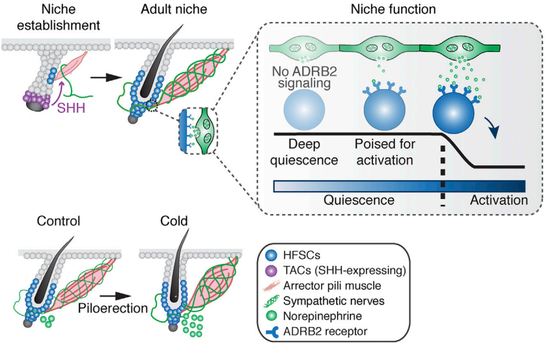 　这个过程中，还有β2肾上腺素能受体这样的配角发挥作用