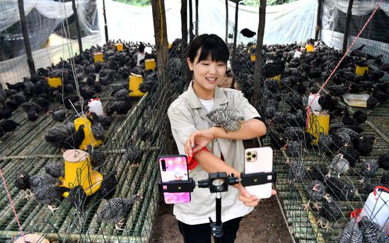 丹凤县寺坪镇寺坪村的网络主播李萌在网上介绍自己家养的芦花鸡(新华社记者 刘潇摄)