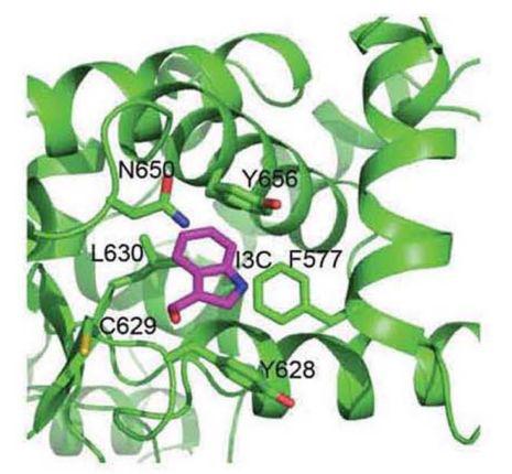 WWP1的蛋白构象，紫色部分显示了I3C可以结合的区域。