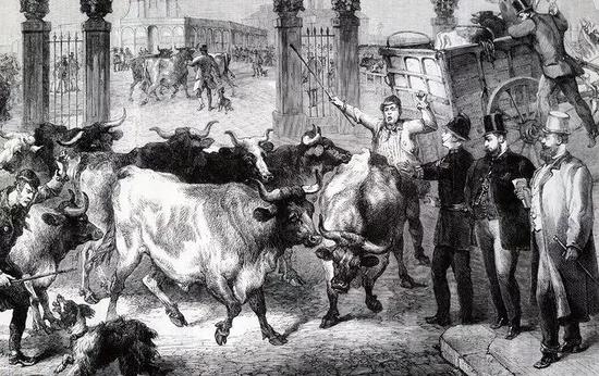 19世纪的英国伦敦，出现牛瘟疫情时，检查公牛健康的场景。（Universal History Archive）