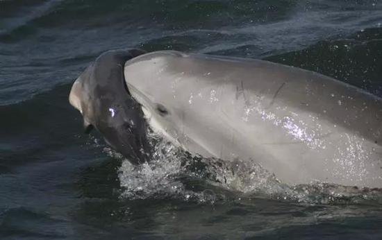 　　图：2010年4月5日北卡罗来纳海洋博物里一只常见的宽吻海豚在携带一只死去的新生儿。（图片来源：摄影/Keith Rittmaster）