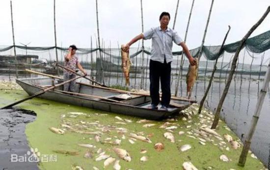 6·27沱湖污染事件导致养殖业受损（来源：百度百科）