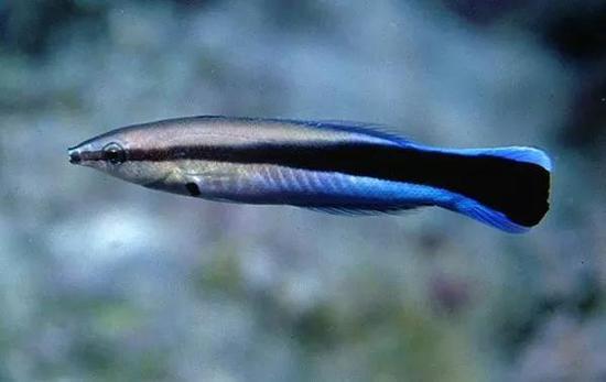 蓝星裂唇鱼 Bluestreak Cleaner Wrasse（图片来源：diveadvisor）