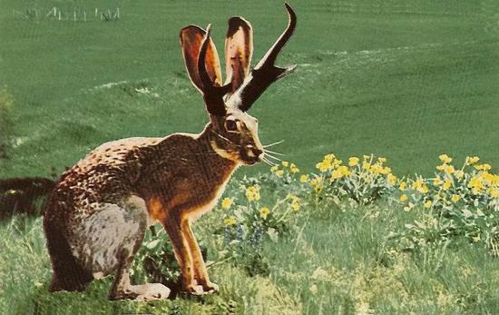 明信片上绘制的“鹿角兔”