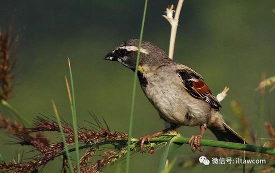 麻雀能治百病 5a05-kqhwhrk4150208.jpg