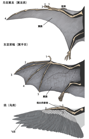 三种脊椎动物动力飞行的结构(图片来源: 互动科普 )
