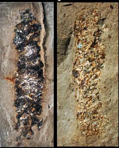 此次发现的世界上最早的石蚕巢