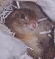 洞穴中的达乌尔黄鼠（图片来自www.interq.or.jp）