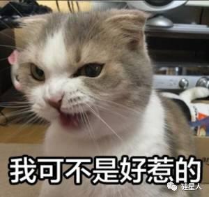 还买什么比特币,快来以太坊里“链养猫”!