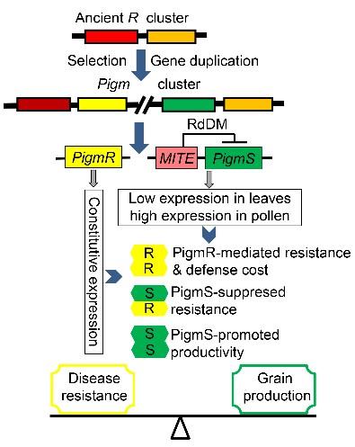抗病新品种（NIL-Pigm）与对照（NIPB）在自然病圃的发病比较和功能模型
