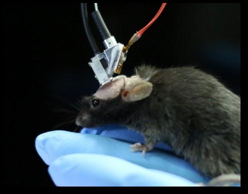 小鼠头部佩戴微型化双光子显微镜以观测自由行为条件下的神经活动