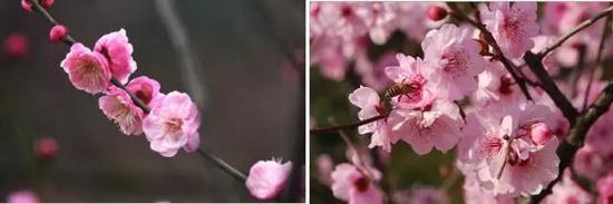 左：粉红朱砂，右：美人梅