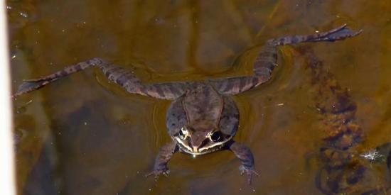 北美林蛙（图片来自维基百科）