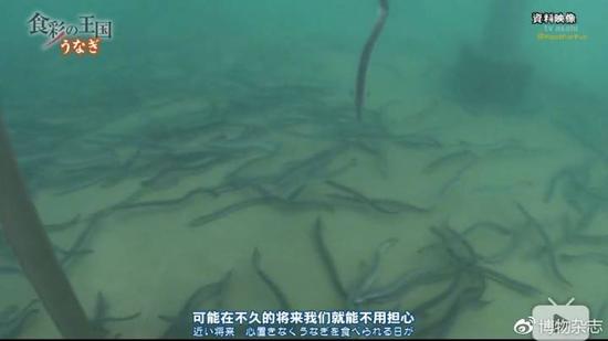 鳗鱼被吃成濒危了吗?可以人工繁殖但成本高未商业化 日本实验室里人工繁育长大的鳗鱼。来源:《食彩之国》