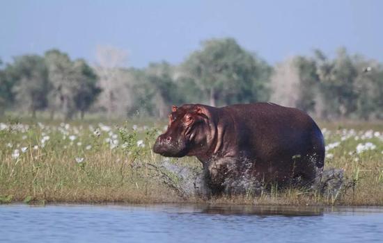 在莫桑比克戈龙戈萨国家公园，一只河马正趟入乌雷马湖的水域中。　Joshua Daskin